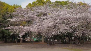 Kiyosumi Park kiraz çiçeği tam çiçek 2023, Japonya Tokyo