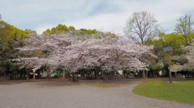 Kiyosumi Park kiraz çiçeği tam çiçek 2023, Japonya Tokyo