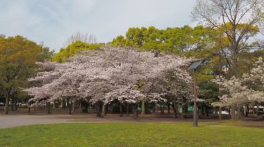 Kiyosumi Park kiraz çiçeği tam çiçek 2023, Japonya Tokyo