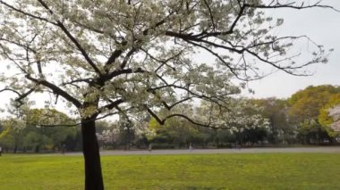 Kiyosumi Park kiraz çiçeği tam çiçek 2023, Japonya Tokyo