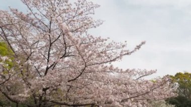 Kiyosumi Park kiraz çiçeği tam çiçek 2023, Japonya Tokyo