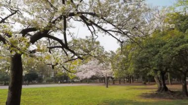 Kiyosumi Park kiraz çiçeği tam çiçek 2023, Japonya Tokyo