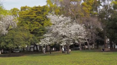 Kiyosumi Park kiraz çiçeği tam çiçek 2023, Japonya Tokyo