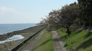 Shinkiba Ryokudou Park Kiraz Çiçeği 2023, Japonya Tokyo