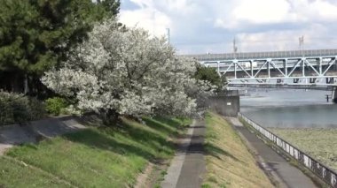 Shinkiba Ryokudou Park Kiraz Çiçeği 2023, Japonya Tokyo