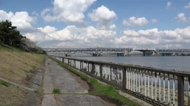 Shinkiba Ryokudou Park Kiraz Çiçeği 2023, Japonya Tokyo