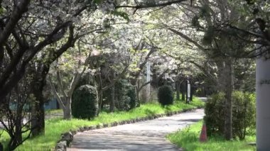 Shinkiba Ryokudou Park Kiraz Çiçeği 2023, Japonya Tokyo