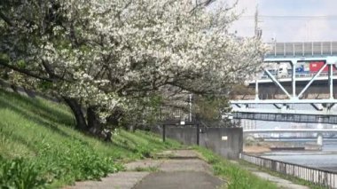 Shinkiba Ryokudou Park Kiraz Çiçeği 2023, Japonya Tokyo