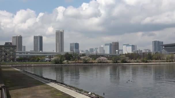 Tatsumi Mori Seaside Park Flor Cerezo 2023 Japón Tokio — Vídeos de Stock