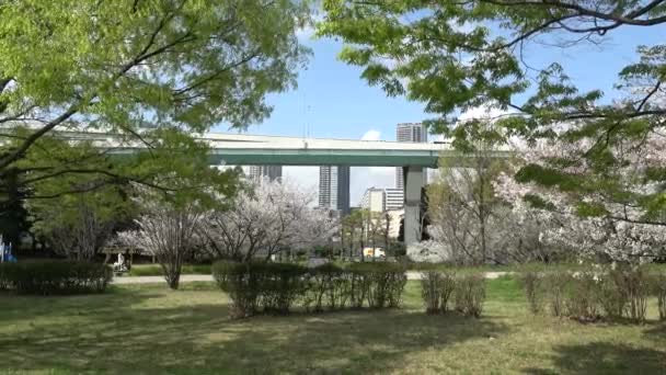 Tatsumi Mori Seaside Park Kwiat Wiśni 2023 Japonia Tokio — Wideo stockowe