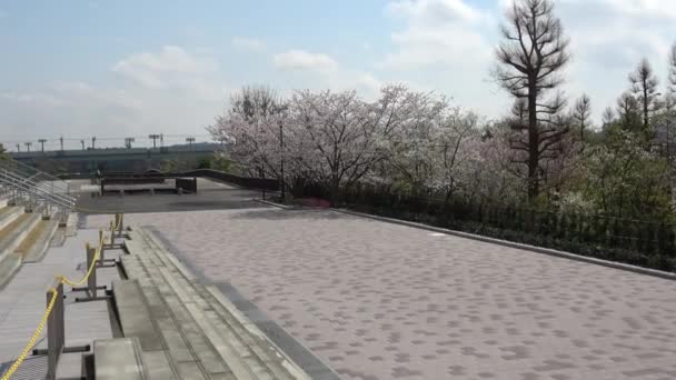 Tatsumi Mori Seaside Park Flor Cereja 2023 Japão Tóquio — Vídeo de Stock