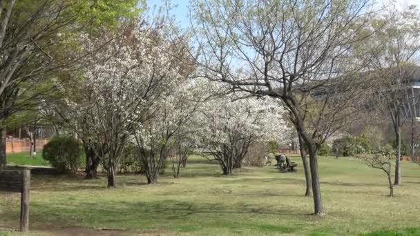Tatsumi Mori Seaside Park Cherry Blossom 2023 Japan Tokyo — Stock Video