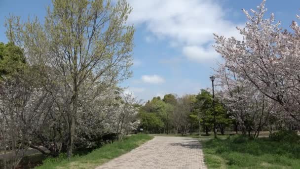 Tatsumi Mori Seaside Park Kwiat Wiśni 2023 Japonia Tokio — Wideo stockowe