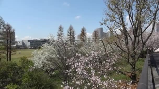 Tatsumi Mori Seaside Park Fleur Cerisier 2023 Japon Tokyo — Video