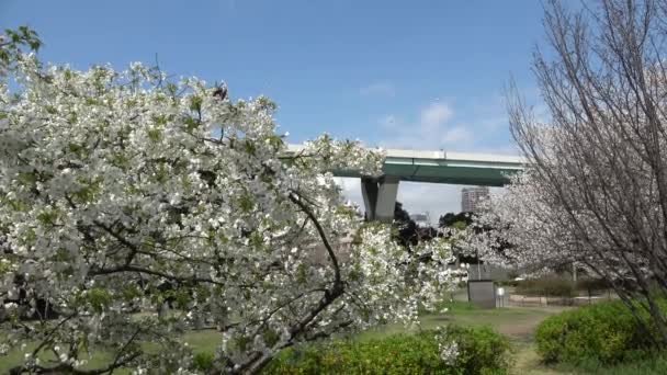 Tatsumi Mori Seaside Park Flor Cereja 2023 Japão Tóquio — Vídeo de Stock