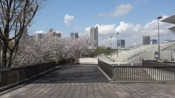 Tatsumi Mori Seaside Park Cherry Mekar 2023 Jepang Tokyo — Stok Video