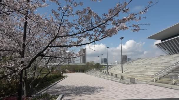 Tatsumi Mori Seaside Park Cherry Flower 2023 Japan — 비디오
