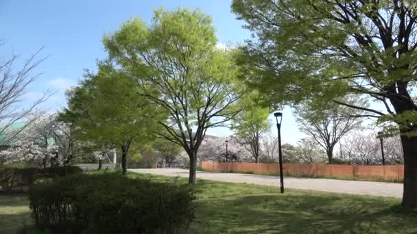 Tatsumi Mori Seaside Park Kirschblüte 2023 Japan Tokio — Stockvideo