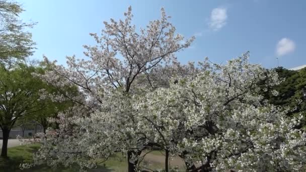 辰巳の森海浜公園桜2023年 — ストック動画