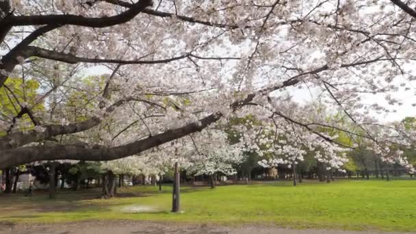 Parque Kiyosumi Flor Cerezo Plena Floración 2023 Japón Tokio — Vídeos de Stock