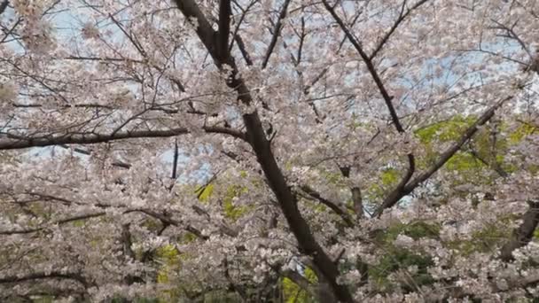 Kiyosumi Park Kwiat Wiśni 2023 Japonia Tokio — Wideo stockowe