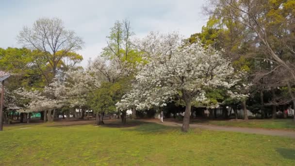 Kiyosumi Park Cherry Blossom Full Bloom 2023 Japan Tokyo — Stock video