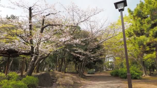 清澄公園桜満開2023年 東京都 — ストック動画