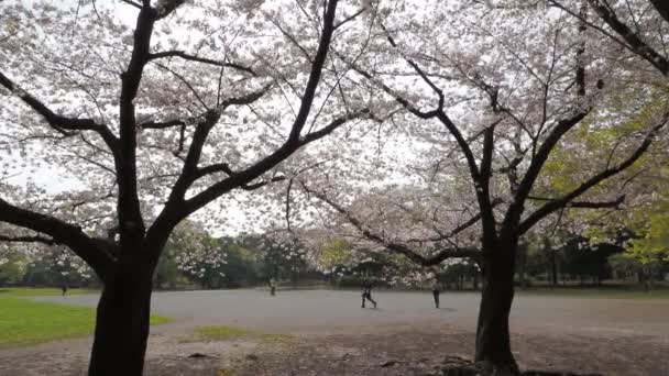 Kiyosumi Park Flor Cereja Flor Cheia 2023 Japão Tóquio — Vídeo de Stock