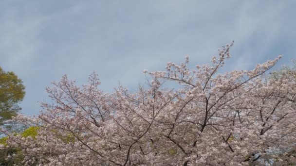 Kiyosumi Park Cseresznyevirág Teljes Virágzás 2023 Japán Tokió — Stock videók