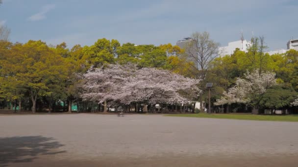 Kiyosumi Park Kiraz Çiçeği Tam Çiçek 2023 Japonya Tokyo — Stok video