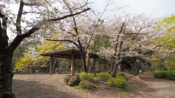 Parque Kiyosumi Flor Cerezo Plena Floración 2023 Japón Tokio — Vídeos de Stock
