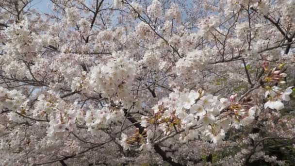 Kiyosumi Park Kwiat Wiśni 2023 Japonia Tokio — Wideo stockowe