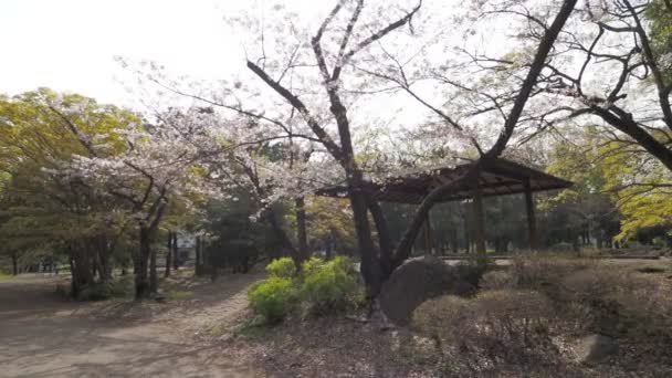 清水公园樱花盛开2023年 日本东京 — 图库视频影像