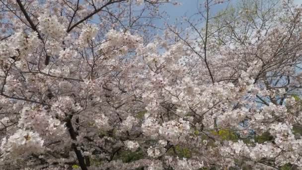 Kiyosumi Park Flor Cereja Flor Cheia 2023 Japão Tóquio — Vídeo de Stock