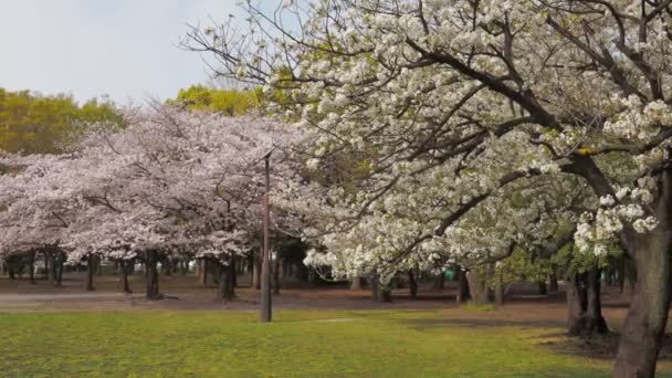 Kiyosumi Park Körsbärsblomma Full Blom 2023 Japan Tokyo — Stockvideo