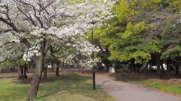 清水公园樱花盛开2023年 日本东京 — 图库视频影像