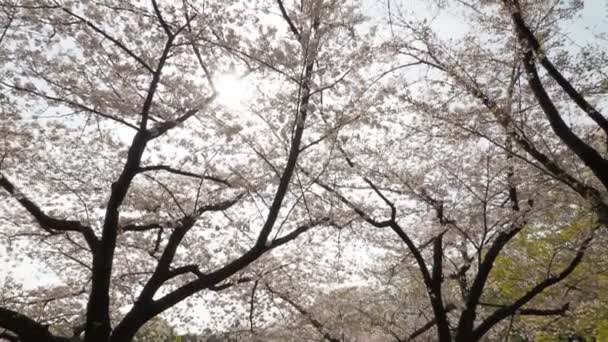 清澄公園桜満開2023年 東京都 — ストック動画