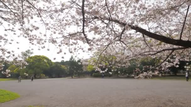 Kiyosumi Park Fiori Ciliegio Piena Fioritura 2023 Giappone Tokyo — Video Stock