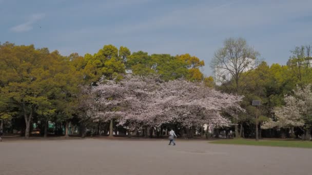 Kiyosumi Park Kirschblüte Volle Blüte 2023 Japan Tokyo — Stockvideo