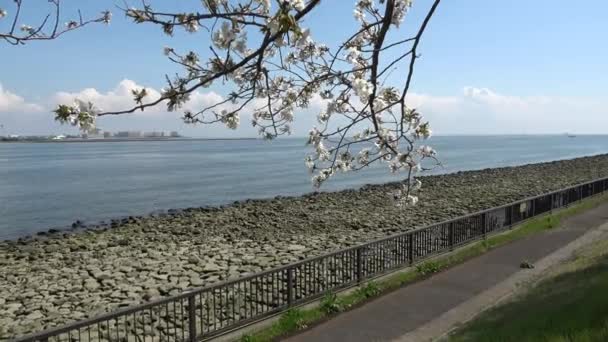 Πάρκο Shinkiba Ryokudou Ανθός Κερασιάς 2023 Ιαπωνία Τόκιο — Αρχείο Βίντεο