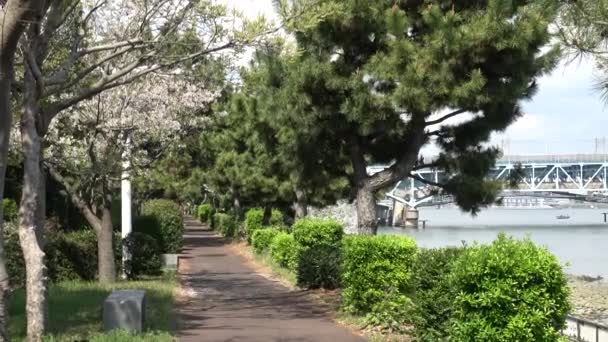 Shinkiba Ryokudou Park Fiori Ciliegio 2023 Giappone Tokyo — Video Stock