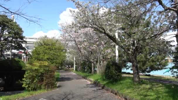 Shinkiba Ryokudou Park Kwiat Wiśni 2023 Japonia Tokio — Wideo stockowe
