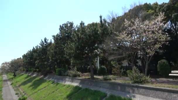 Shinkiba Ryokudou Park Flor Cerezo 2023 Japón Tokio — Vídeo de stock