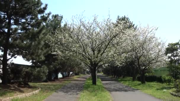 Shinkiba Ryokudou Park Kirschblüte 2023 Japan Tokio — Stockvideo