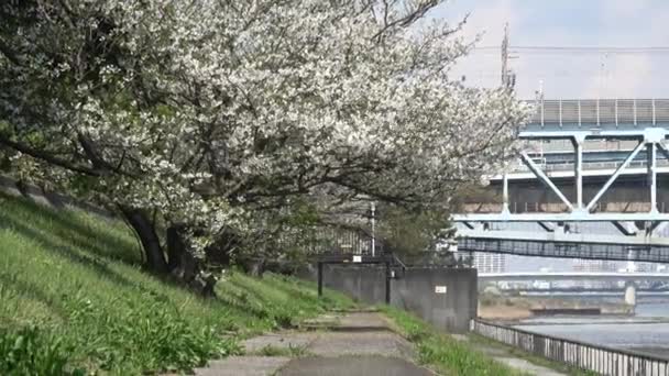 Shinkiba Ryokudou Park Cherry Квітка 2023 Японія — стокове відео