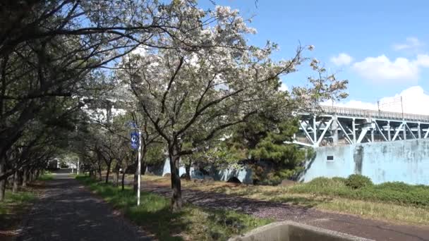Shinkiba Ryokudou Park Körsbärsblomma 2023 Japan Tokyo — Stockvideo