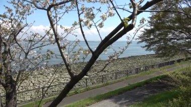 Shinkiba Ryokudou Park Kiraz Çiçeği 2023, Japonya Tokyo