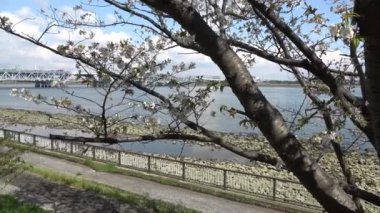 Shinkiba Ryokudou Park Kiraz Çiçeği 2023, Japonya Tokyo