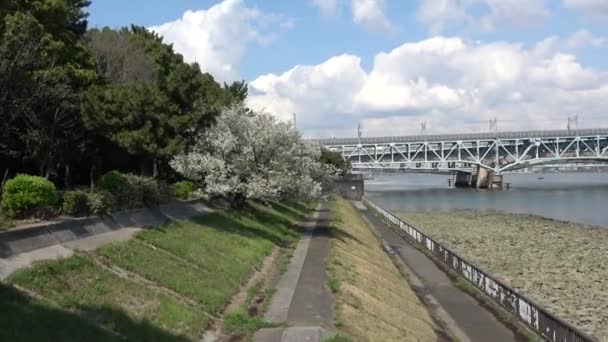 Shinkiba Ryokudou Park Kiraz Çiçeği 2023 Japonya Tokyo — Stok video