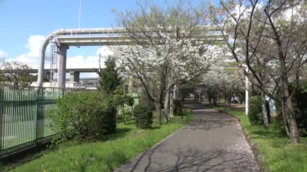 Shinkiba Ryokudou Park Flor Cereja 2023 Japão Tóquio — Vídeo de Stock